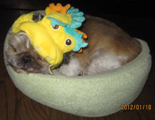 生き物ルーム第33