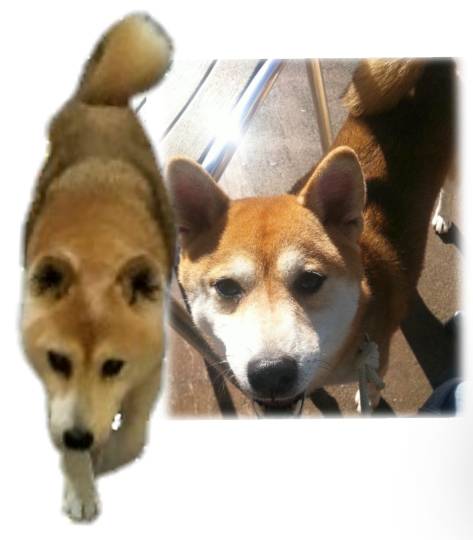 生き物のルーム第32