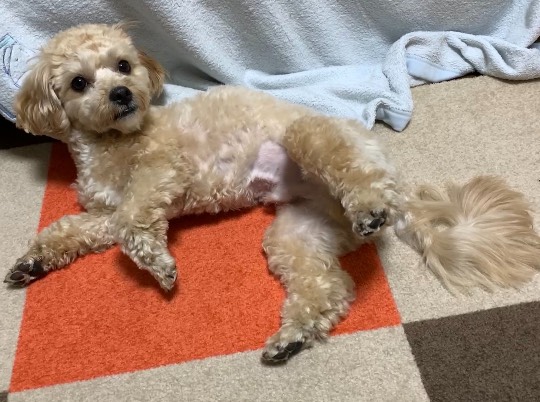 生き物のルーム第32