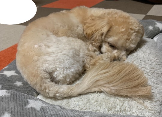 生き物のルーム第32