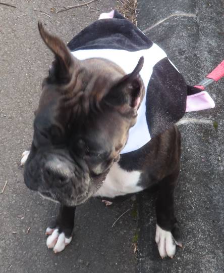 生き物のルーム第32