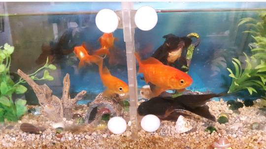 生き物ルーム第33