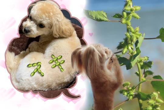 生き物のルーム第32