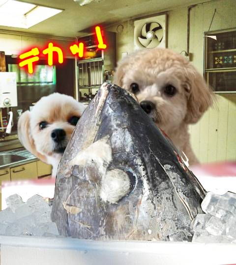 生き物ルーム第35