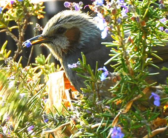 花鳥風月に心を込めて... (エアー花トピ2)