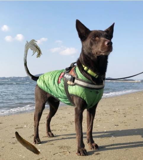 生き物ルーム第34