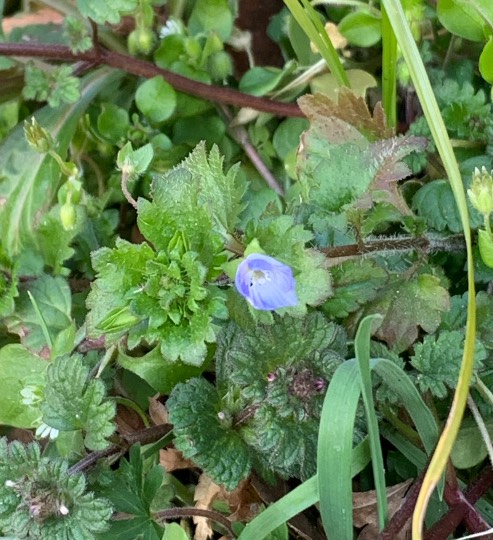 花鳥風月に心を込めて... (エアー花トピ2)