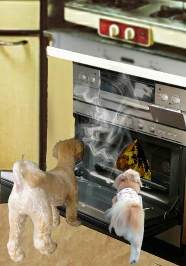 生き物ルーム第35