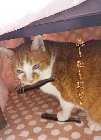 生き物ルーム第34