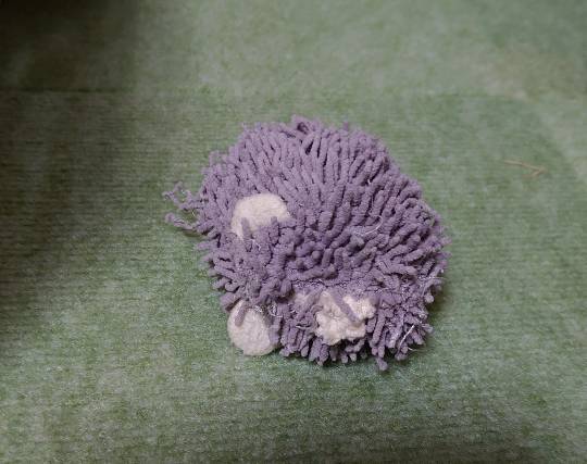 生き物ルーム第34