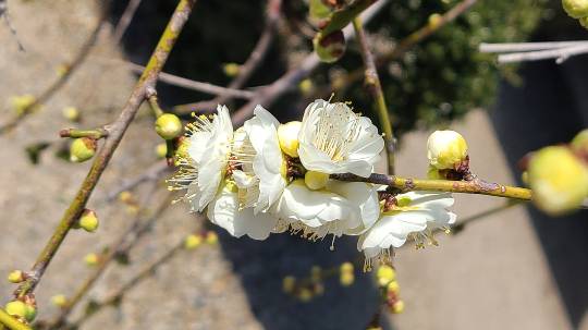 花鳥風月に心を込めて... (エアー花トピ2)