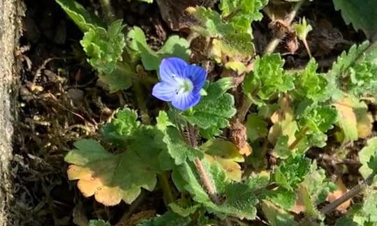 花鳥風月に心を込めて... (エアー花トピ2)