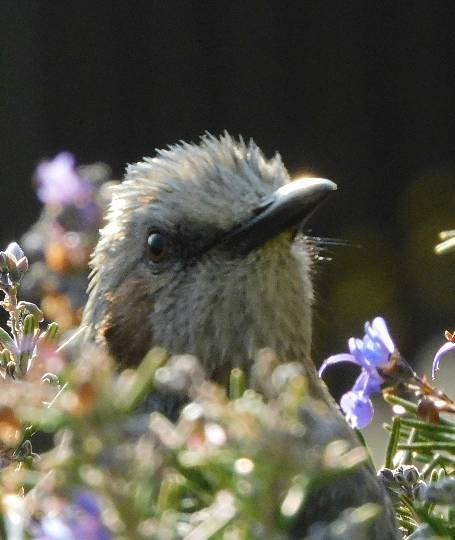 花鳥風月に心を込めて... (エアー花トピ2)