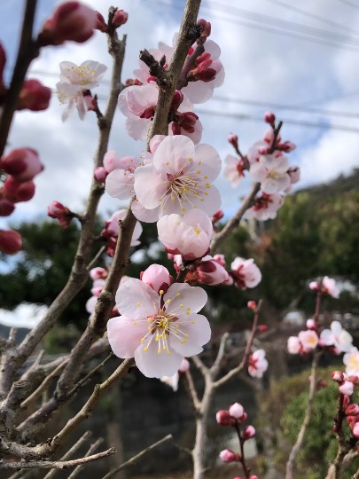 花鳥風月に心を込めて... (エアー花トピ2)