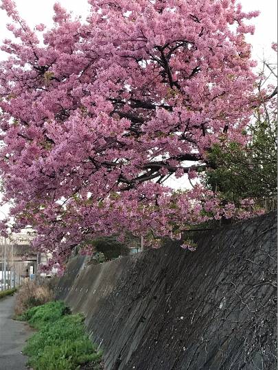 マスク同窓会詰所兼ニューフェイス歓迎所16