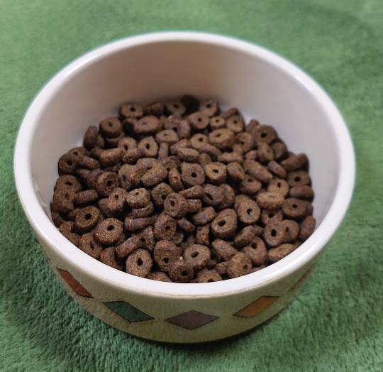 生き物ルーム第36