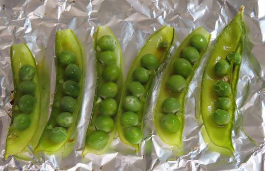 生き物ルーム第34