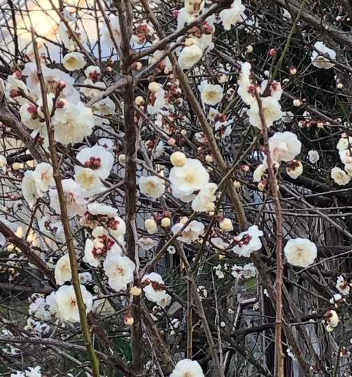 花鳥風月に心を込めて... (エアー花トピ2)