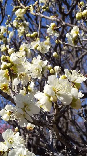 【スナックJINJIN】皆様のおかげで１０号店＆１周年♥