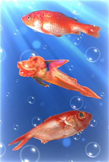 生き物ルーム第35