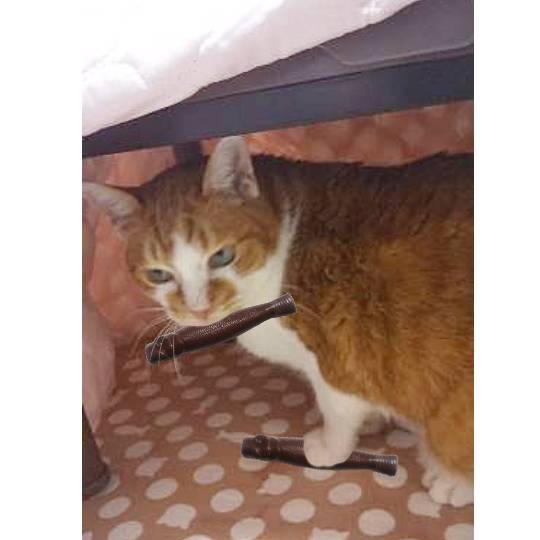 生き物ルーム第34