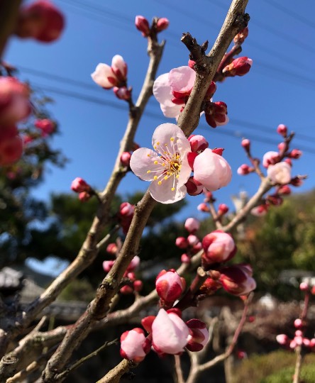 花鳥風月に心を込めて... (エアー花トピ2)
