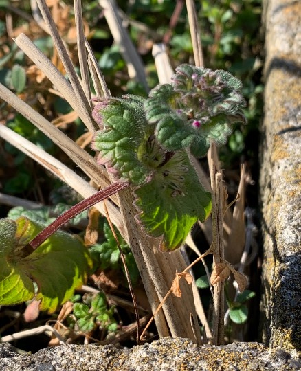 花鳥風月に心を込めて... (エアー花トピ2)