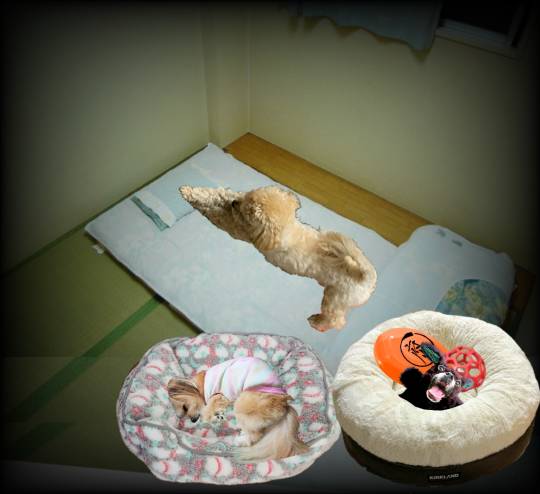 生き物ルーム第35