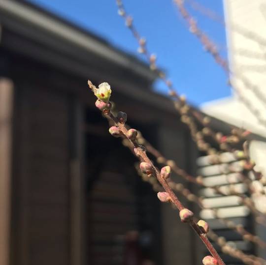 花鳥風月に心を込めて... (エアー花トピ2)