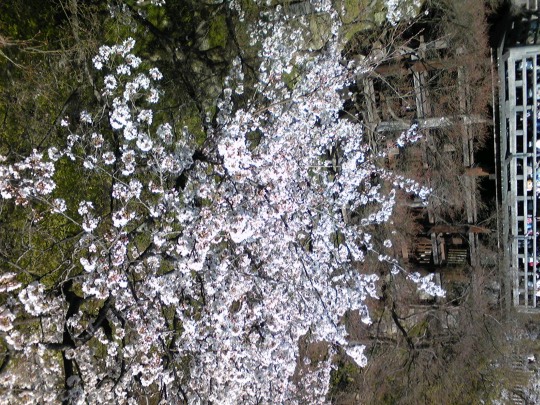 マスク同窓会詰所兼ニューフェイス歓迎所17