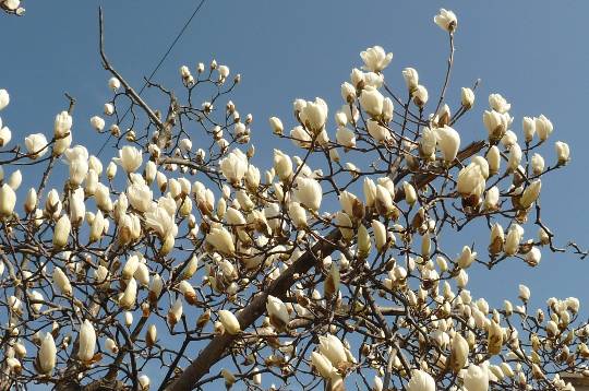 花鳥風月に心を込めて... (エアー花トピ2)