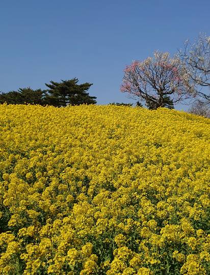 マスク同窓会詰所兼ニューフェイス歓迎所18