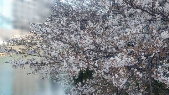 マスク同窓会詰所兼ニューフェイス歓迎所19