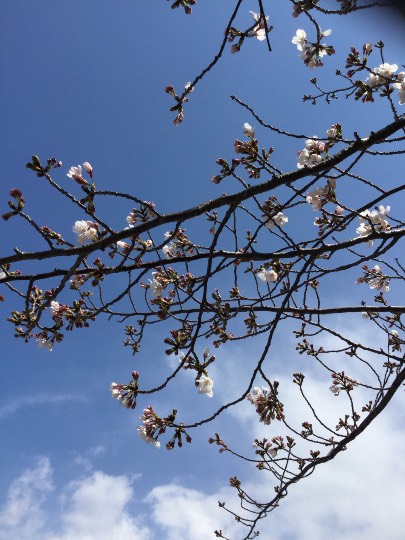 マスク同窓会詰所兼ニューフェイス歓迎所17