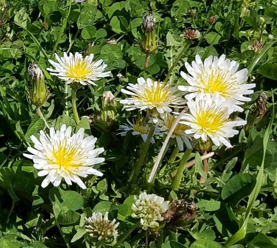 花鳥風月に心を込めて... (エアー花トピ2)