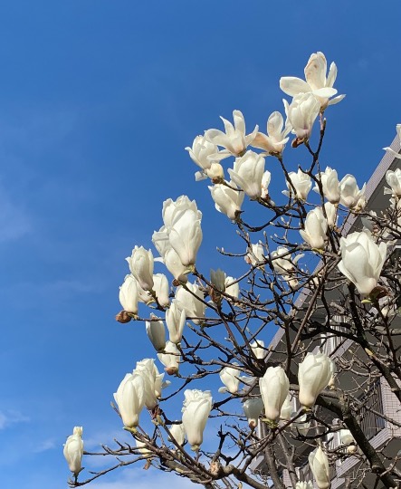 マスク同窓会詰所兼ニューフェイス歓迎所18