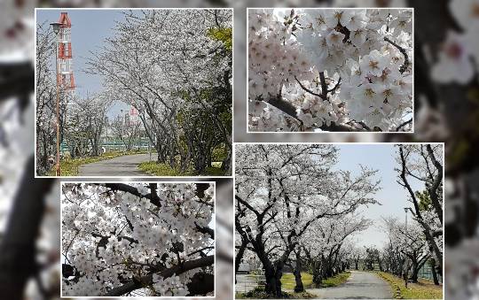 花鳥風月に心を込めて...　(エアー花トピ2)