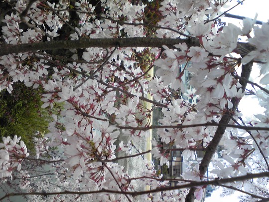 マスク同窓会詰所兼ニューフェイス歓迎所18