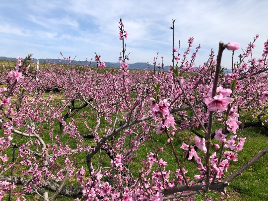 花鳥風月に心を込めて...　(エアー花トピ2)