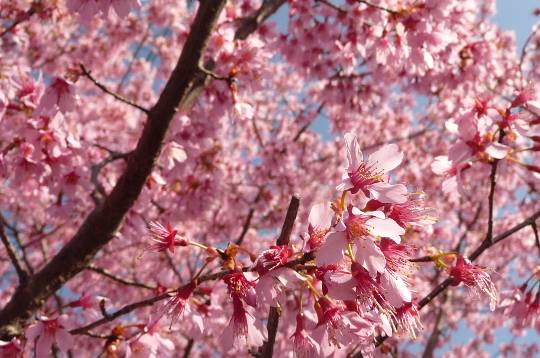 花鳥風月に心を込めて... (エアー花トピ2)