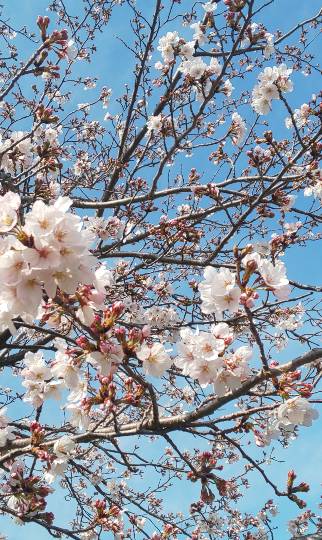 花鳥風月に心を込めて...　(エアー花トピ2)