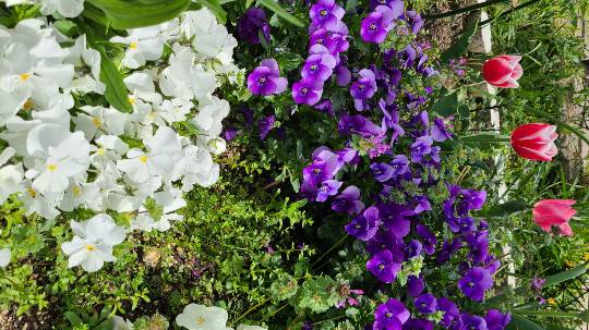 花鳥風月に心を込めて...　(エアー花トピ2)