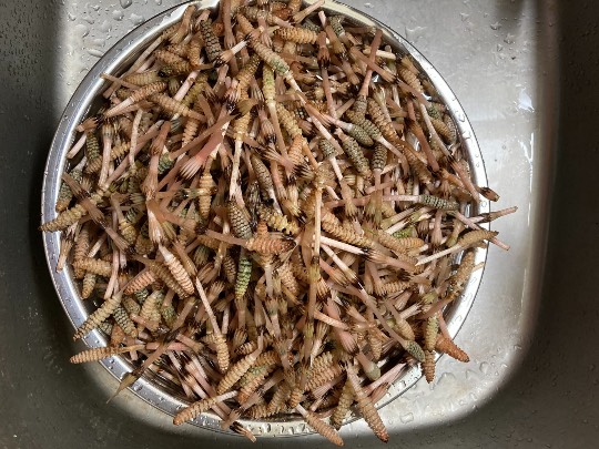 【スナックJINJIN】今日は１周年＆11号店　めでて～なぁ～　