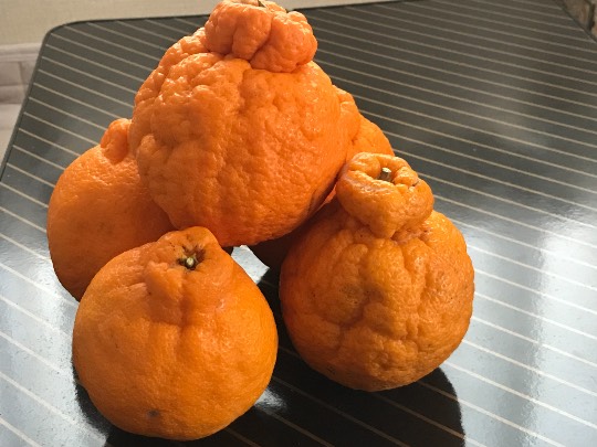 マスク同窓会詰所兼ニューフェイス歓迎所19