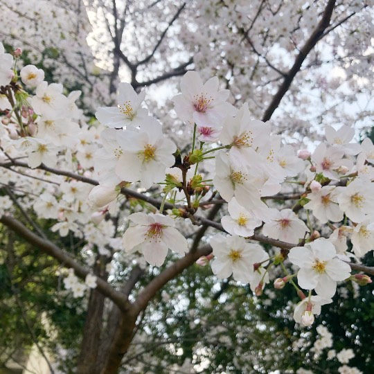 花鳥風月に心を込めて... (エアー花トピ2)