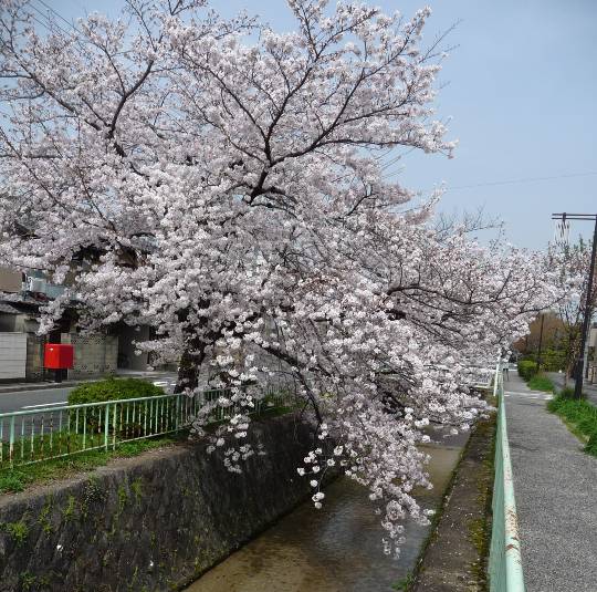花鳥風月に心を込めて...　(エアー花トピ2)