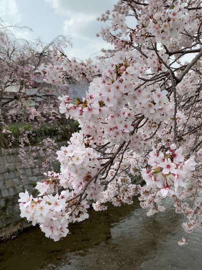 花鳥風月に心を込めて...　(エアー花トピ2)