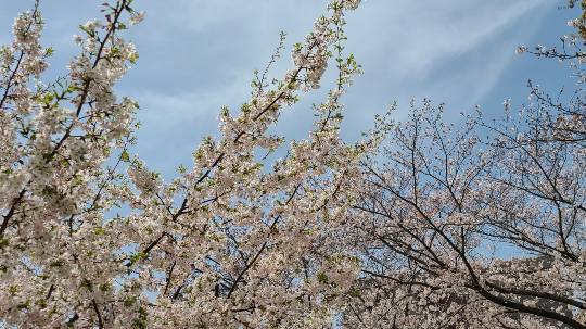 花鳥風月に心を込めて...　(エアー花トピ2)