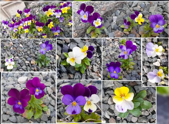 花鳥風月に心を込めて...　(エアー花トピ2)