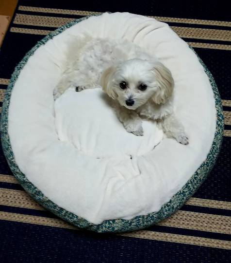 生き物ルーム第36